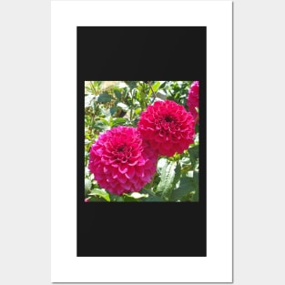 Hot Pink Dahlias Posters and Art